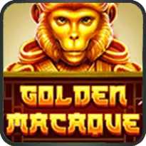 Golden Macaque